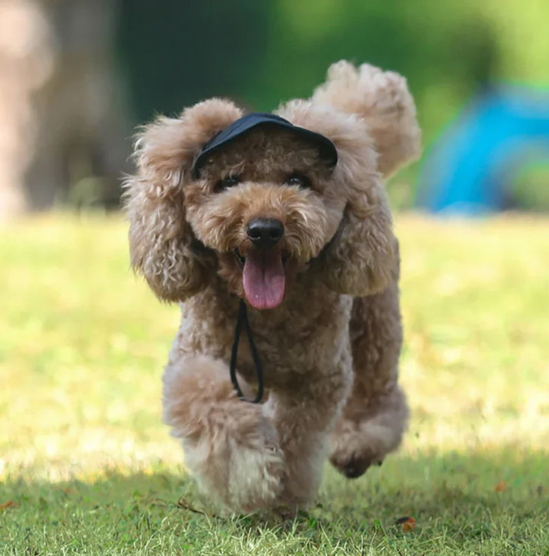 🔥Outdoor Sun Protection Hood For Dogs